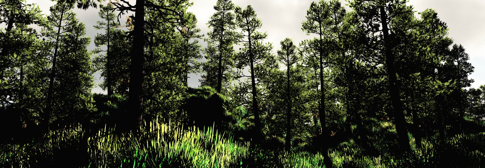 [pine+forest+panoramic.jpg]