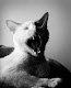 Mi foto