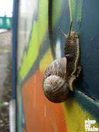 Snail on train