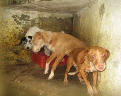 Roquetes Roquetes