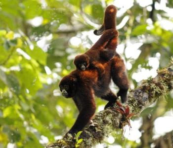 El mono choro de Perú, primate en mayor peligro del mundo Mono+choro+cola+amarilla+y+beb%C3%A9