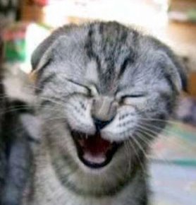 http://4.bp.blogspot.com/_18Js19etM3c/SsG-fzAtQ7I/AAAAAAAAJyI/Ofya2gT7FsI/s1600/gato%2520a%2520rir.jpg