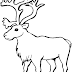Rena - Desenhos para Colorir de Animais