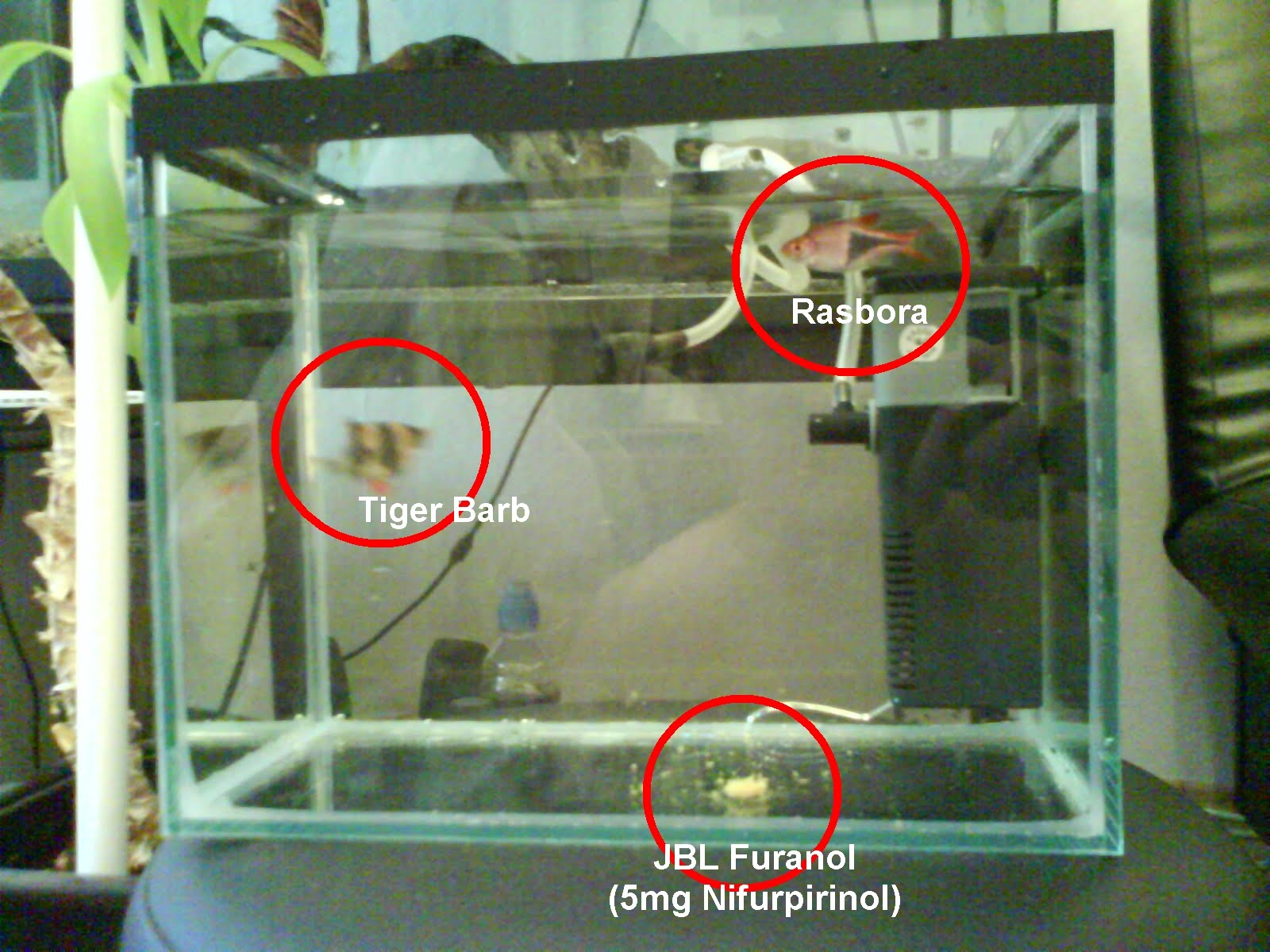 Darko's Aquarium The Begining of Disaster