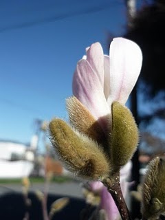 花开天下暖 木兰花magnolia