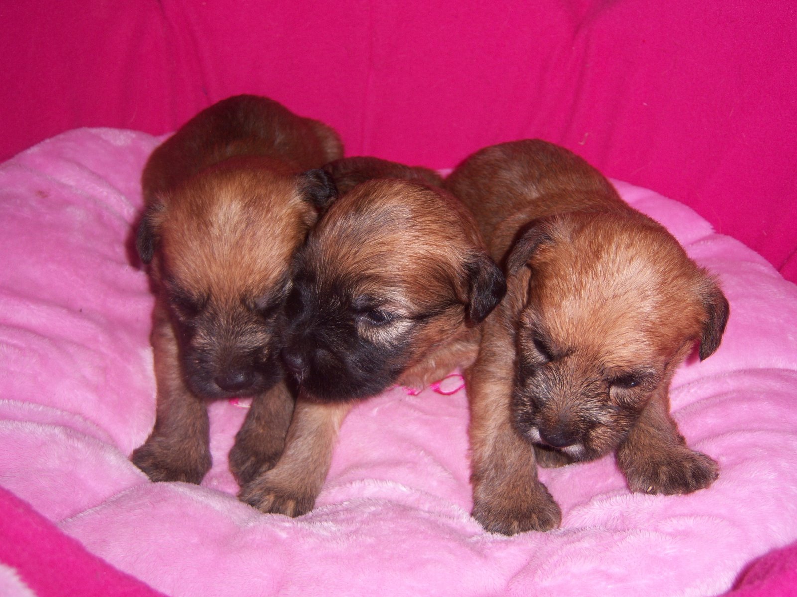 [wheatens+09+006.JPG]