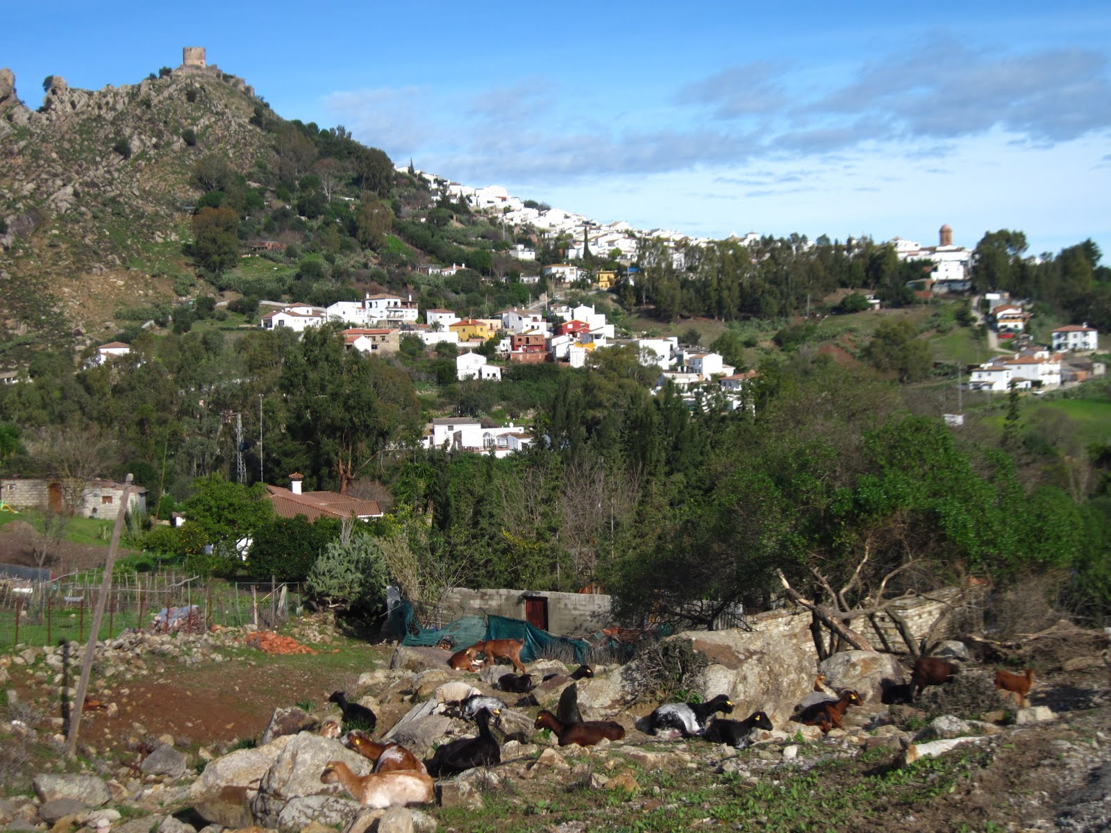 [1601+Jimena+walk+with+the+goats+002.JPG]