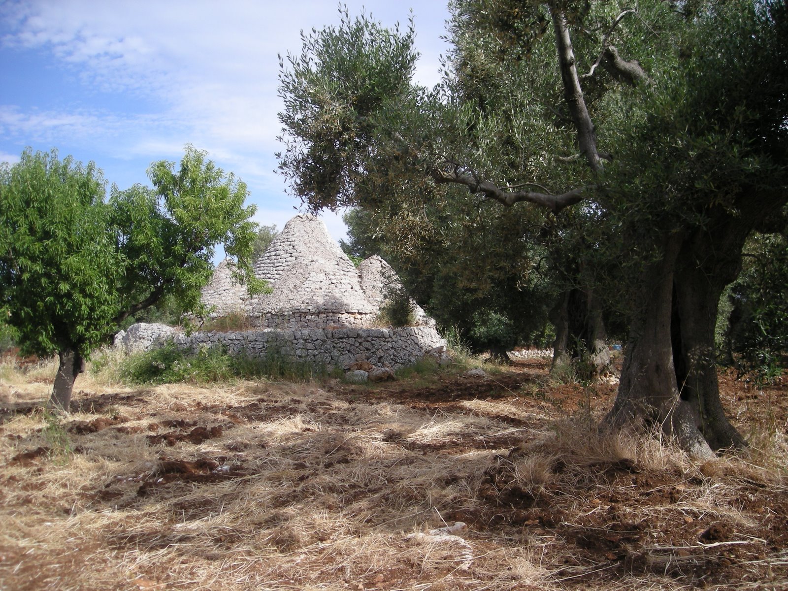 [Specciolla+009+trulli+house+and+olive+trees.JPG]
