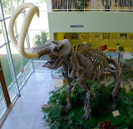 Fairview Museum - Columbian Mammoth replica