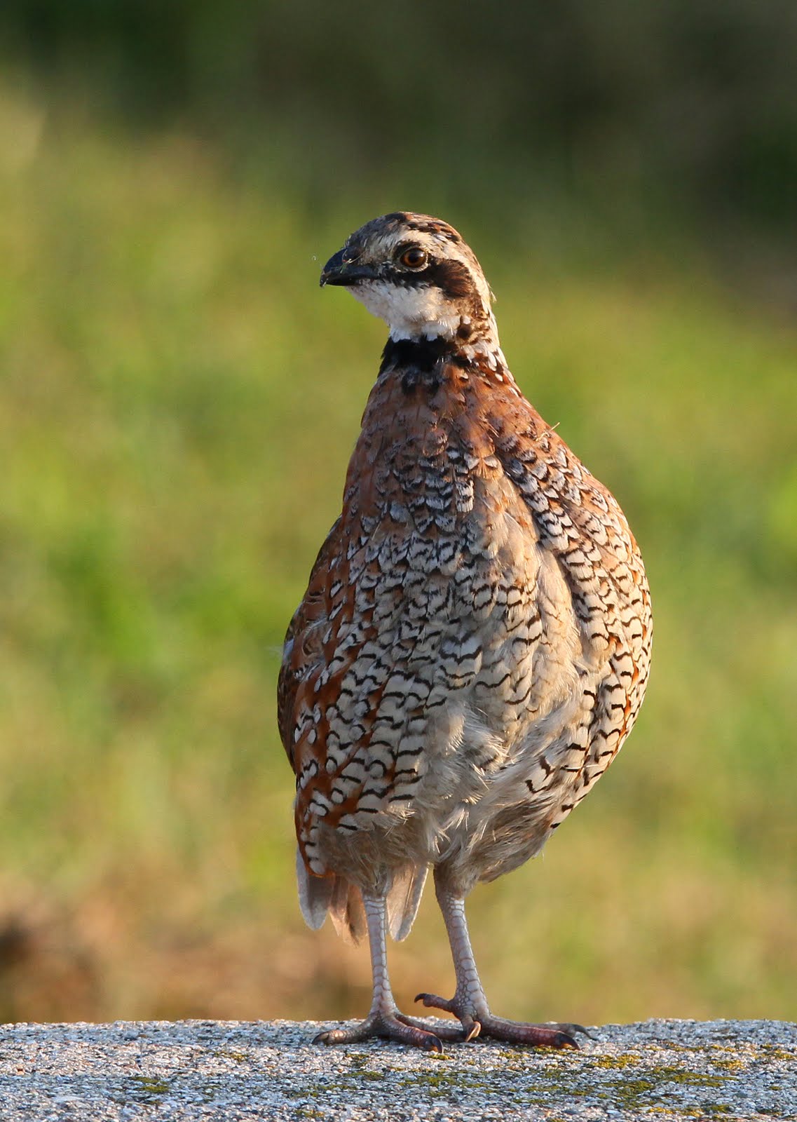 Hannibal's Animals: Bobwhite Covey