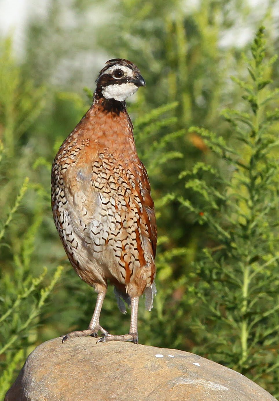 Hannibal's Animals: Bobwhite Covey