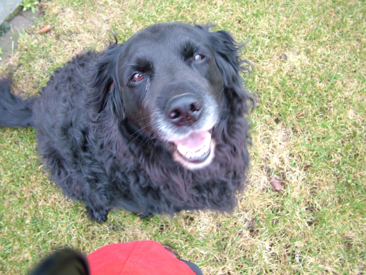 mig eller hunden hvordan ved man at man er gravid mig eller hunden hvordan ved man at man er gravid