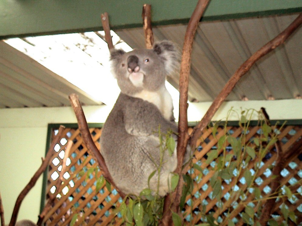 [Aus+koala.jpg]