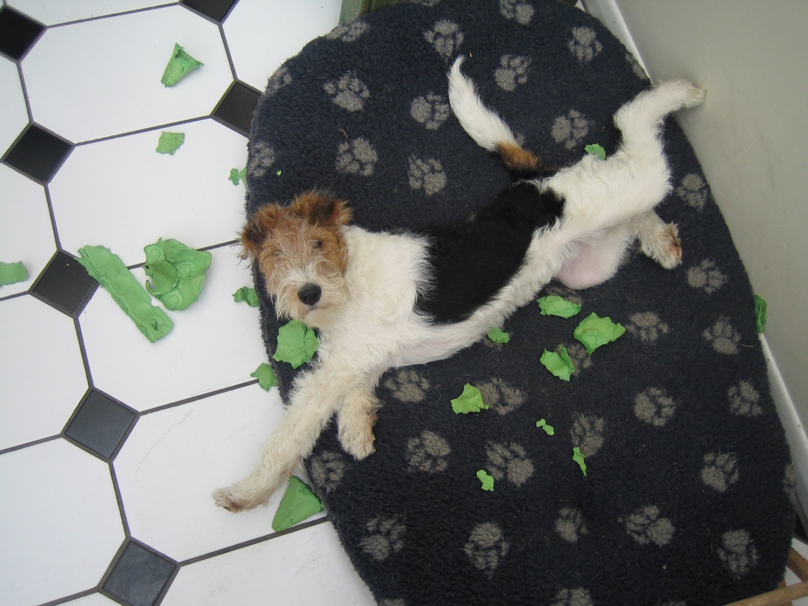 Bouncing Bertie's Blog Cracker Dog Special the year in review