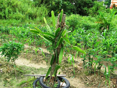 Dragon+fruit+plantation