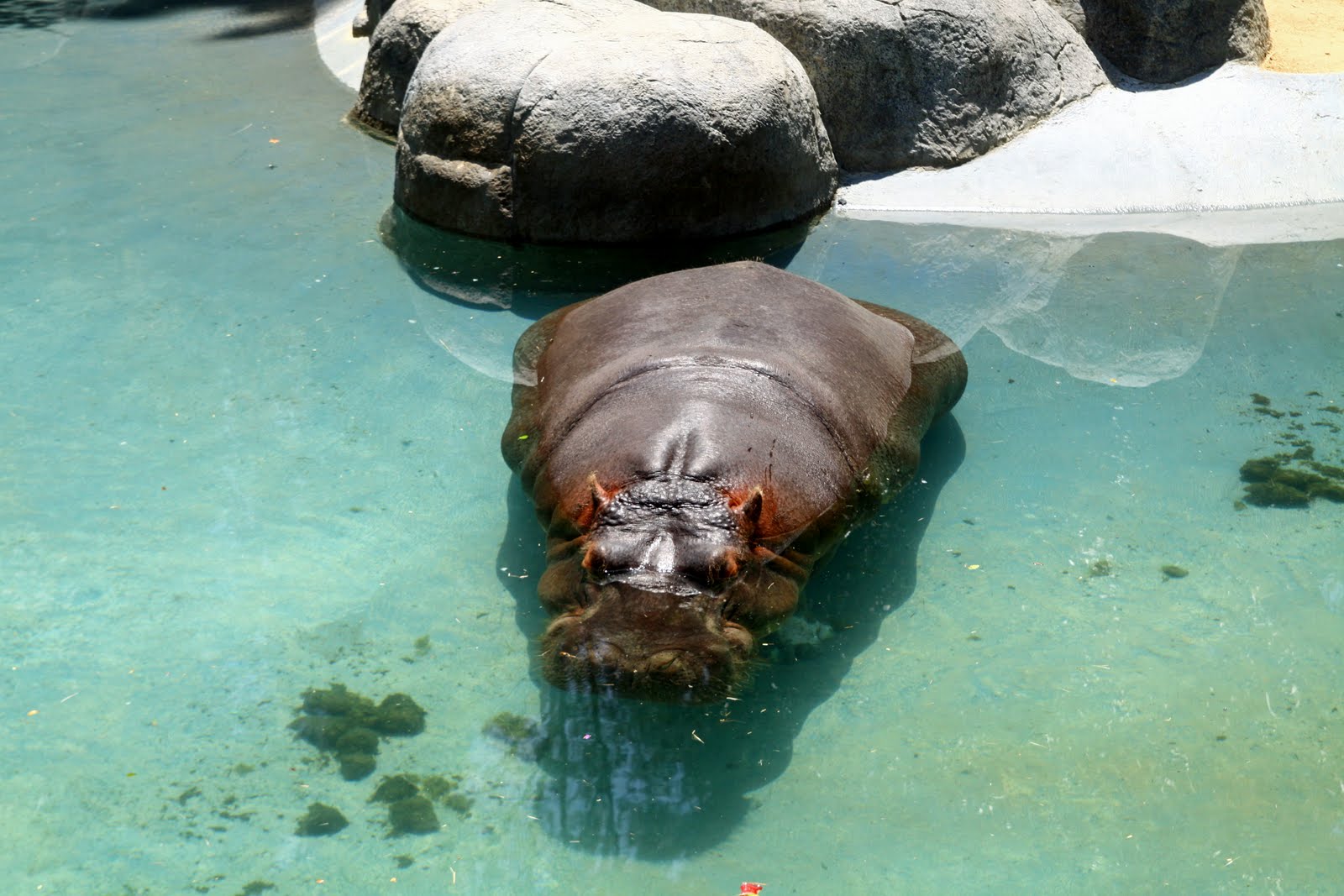 Are humans primates image