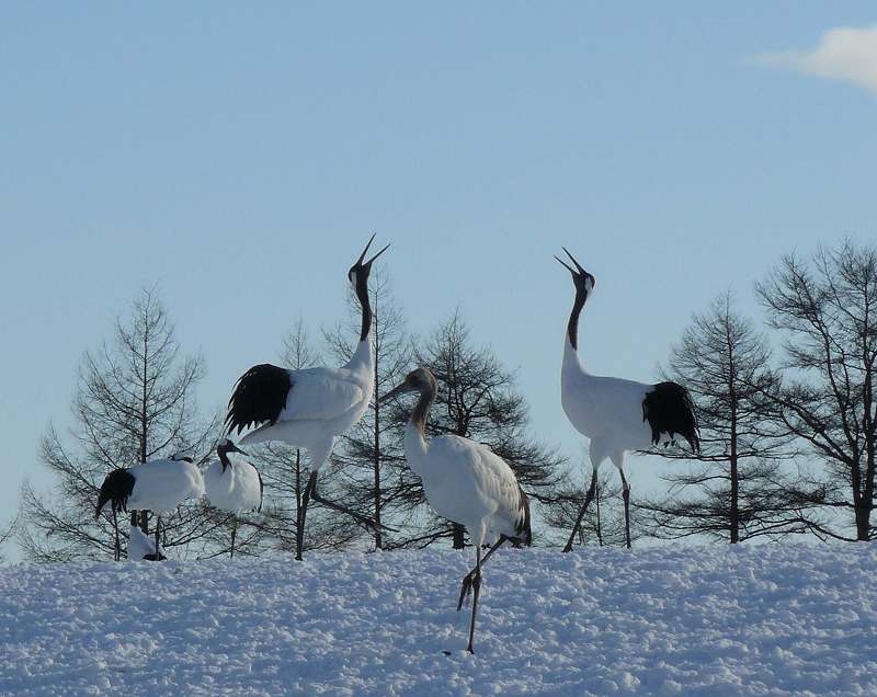 [鶴居伊藤ツル.jpg]