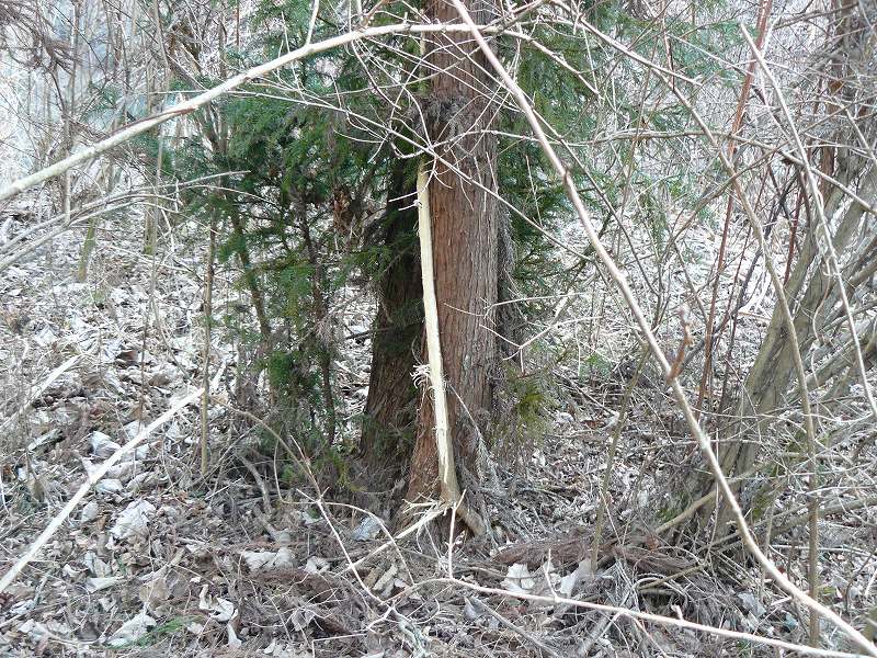 [ｼｶ食痕１.jpg]