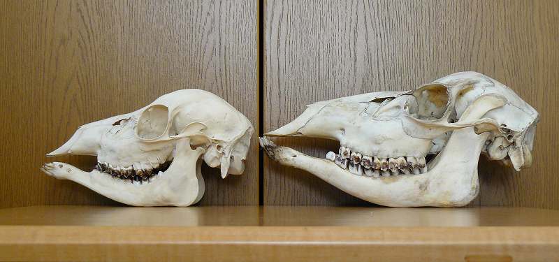 [ｼｶ大小側面.jpg]