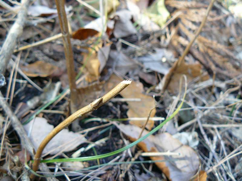 [ｳｻｷﾞ食痕ピン.jpg]