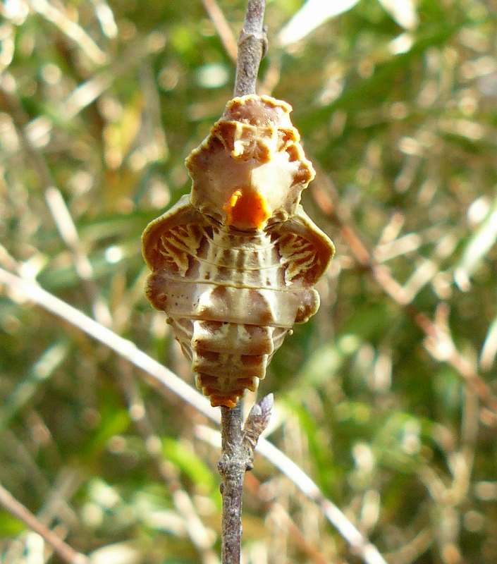 [ｼﾞｬｺｳｱｹﾞﾊ2.jpg]