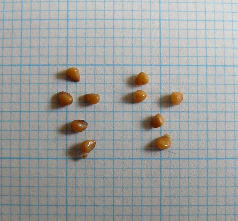 [ｷﾌﾞｼﾀﾈ.jpg]