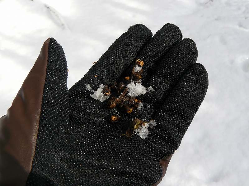 [ｷﾌﾞｼ+(2).jpg]