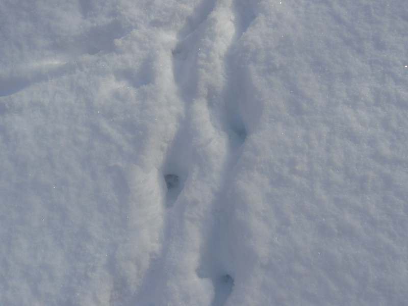 [ﾀﾇｷの足跡深い雪.jpg]