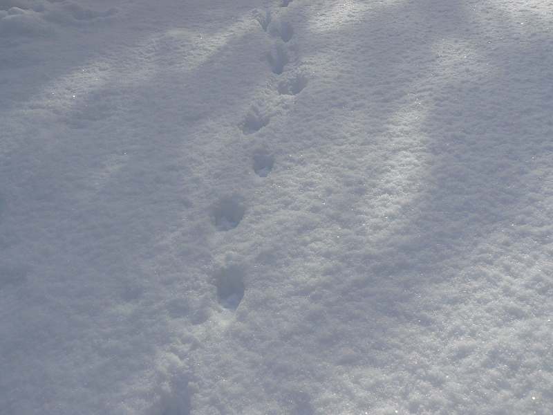 [ﾀﾇｷの足跡+(5).jpg]