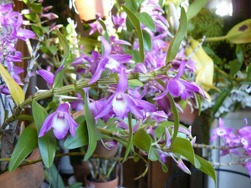 [ﾃﾞﾝﾄﾞﾛ.jpg]