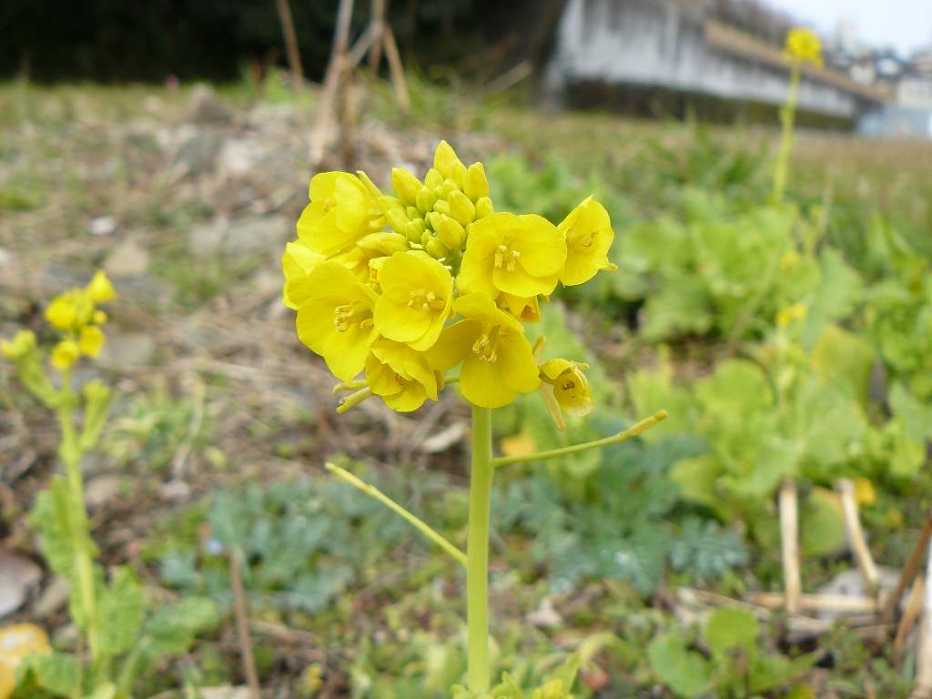 [菜の花.jpg]
