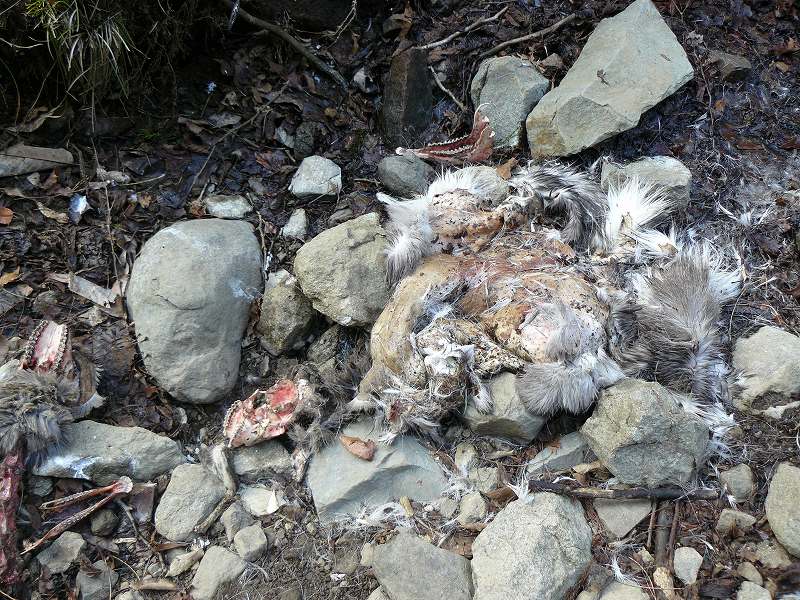 [ｼｶ毛皮と頭骨.jpg]