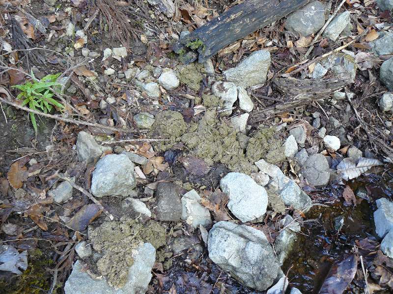 [ｼｶの腸内容物.jpg]