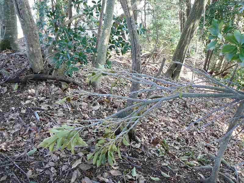 [ｼｶかｶﾓｼｶの食痕ﾏﾃﾊﾞｼｲ.jpg]