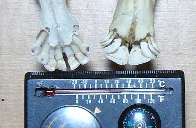 [ｶﾓｼｶとｼｶ下顎.jpg]