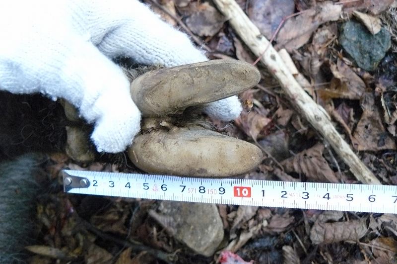 [ｶﾓｼｶの蹄.jpg]