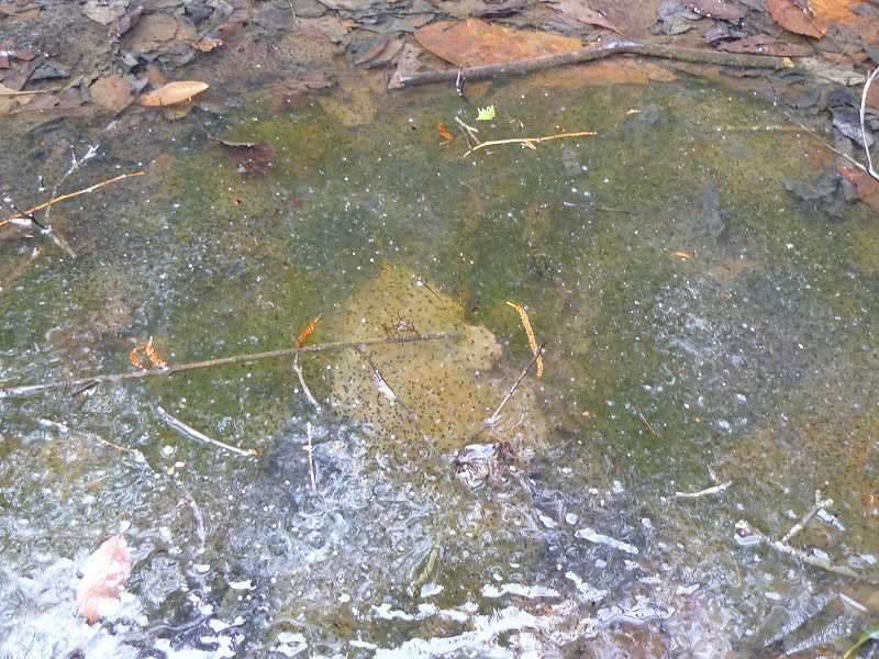 [ﾔﾏｱｶﾀﾏｺﾞ.jpg]