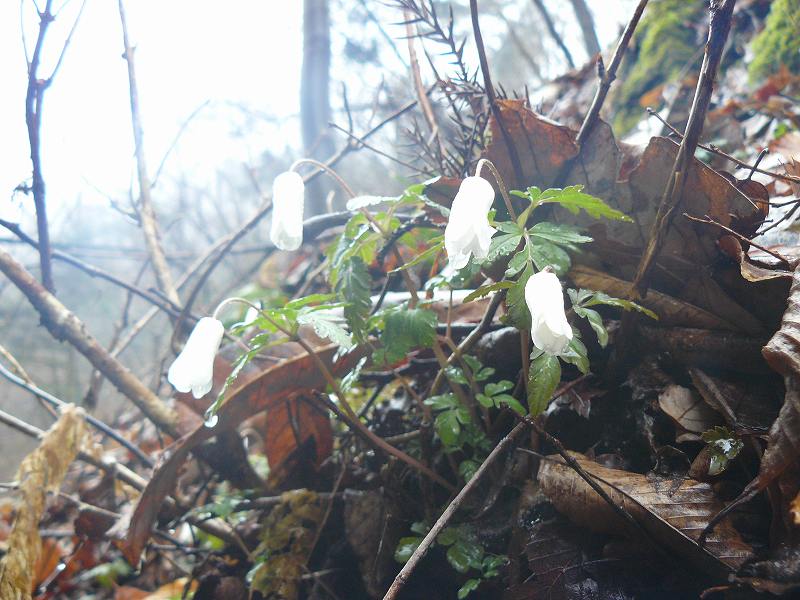 [ｷｸｻﾞｷ+(2).jpg]