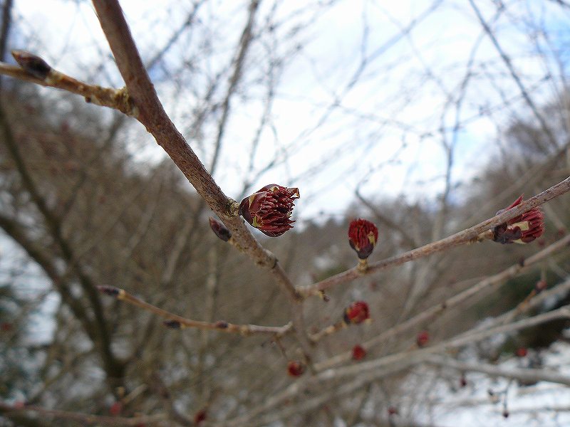 [ｷﾌﾞｼの花芽.jpg]
