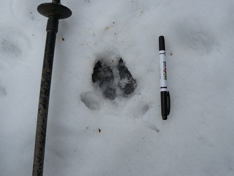 [大人ｲﾉｼｼの足跡.jpg]