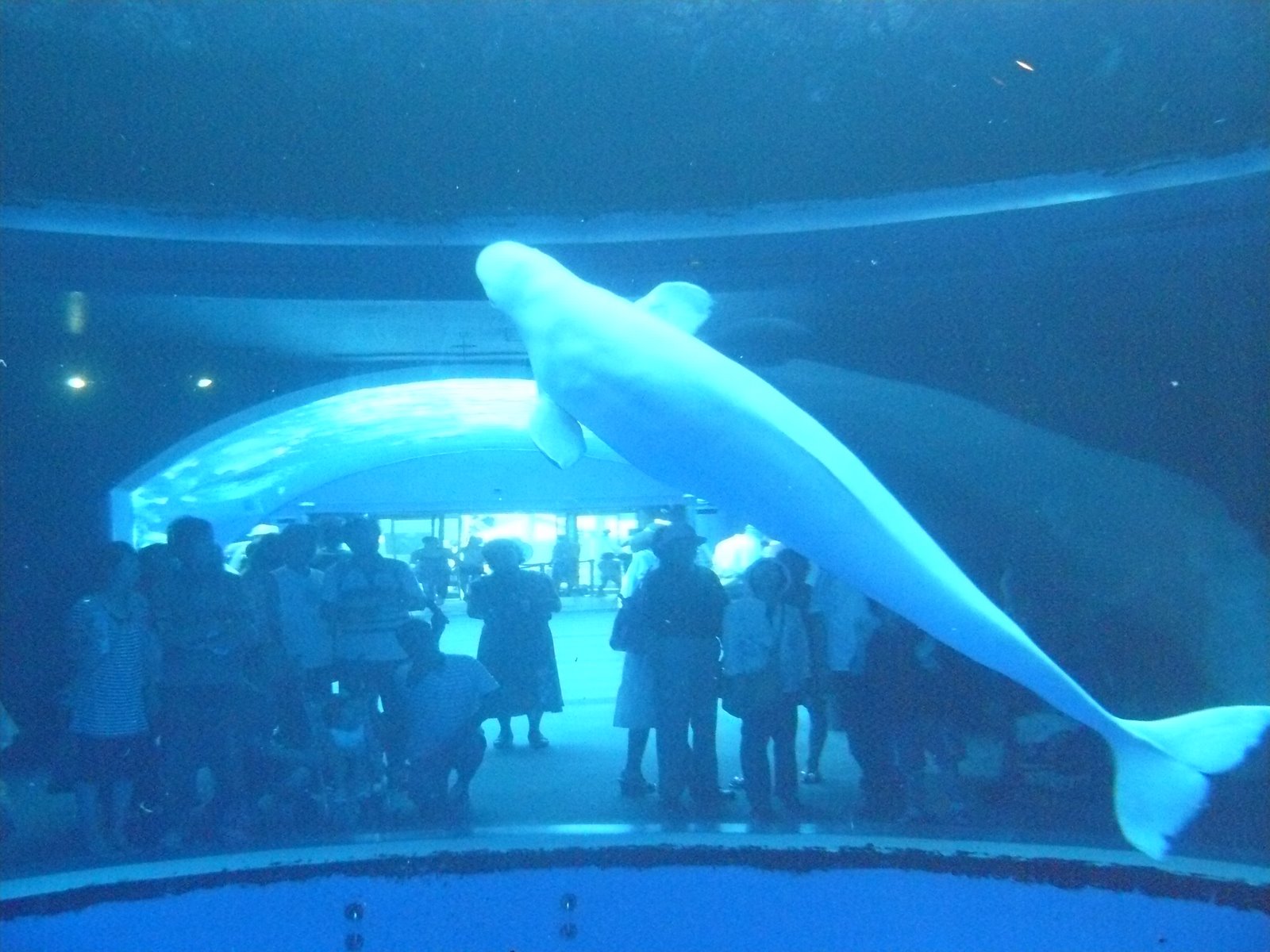 [ï½¼ï¾ ï½²ï¾ ï½¶ï¼ .JPG]