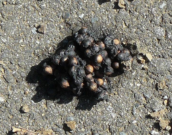 [ﾃﾝﾌﾝ５.jpg]