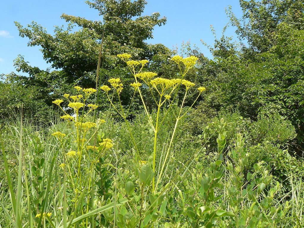 [ï½µï¾ ï¾ ï½´ï½¼2.jpg]