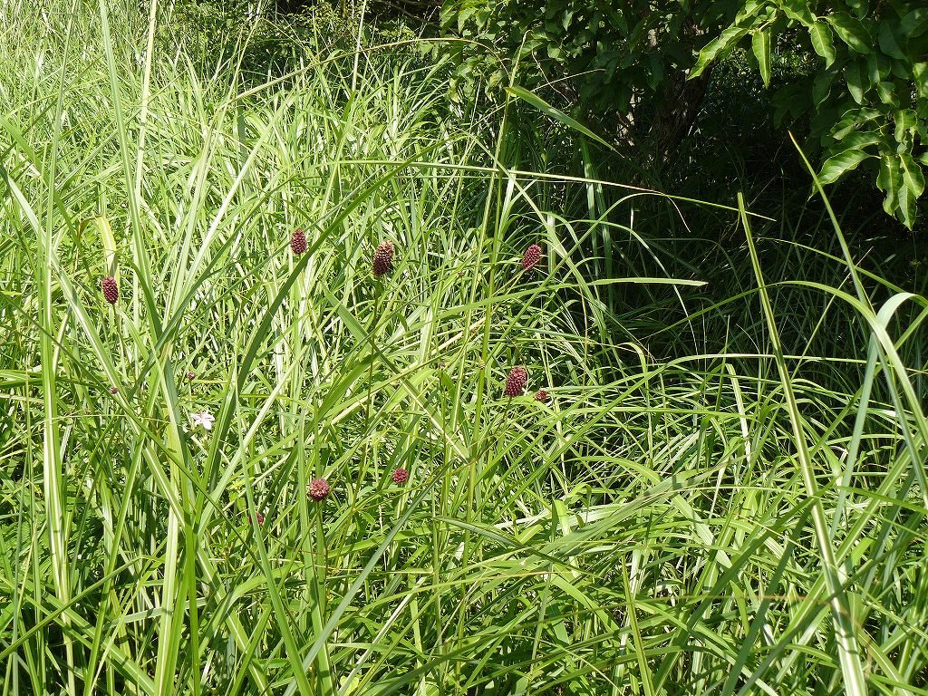 [ï¾ ï¾ ï¾ ï½ºï½³1.jpg]