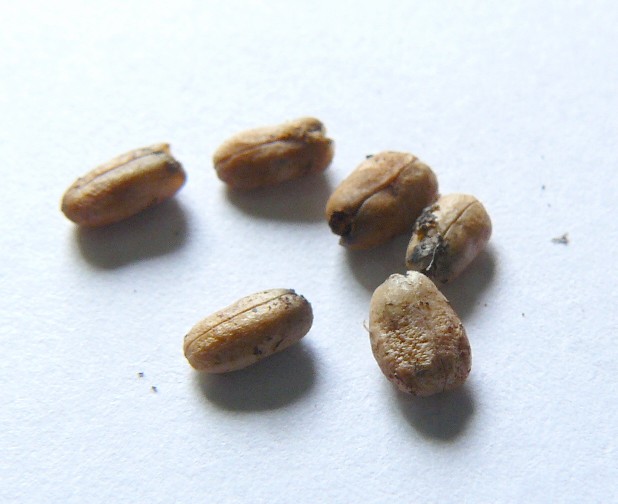 [ï¼˜æœˆï½»ï¾™ï½¤ï¾ƒï¾ ç³žã «å…¥ã £ã ¦ã „ã Ÿã‚¿ãƒ ï¼Ÿ.JPG]