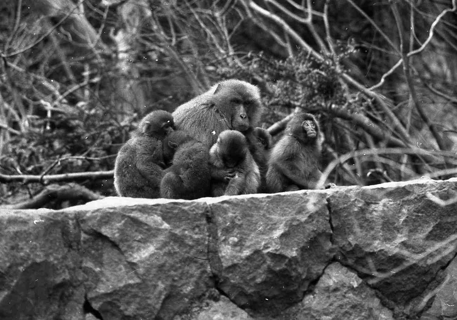 [1974å¹´2æœˆä¿ çˆ¶ã •ã‚“.jpg]