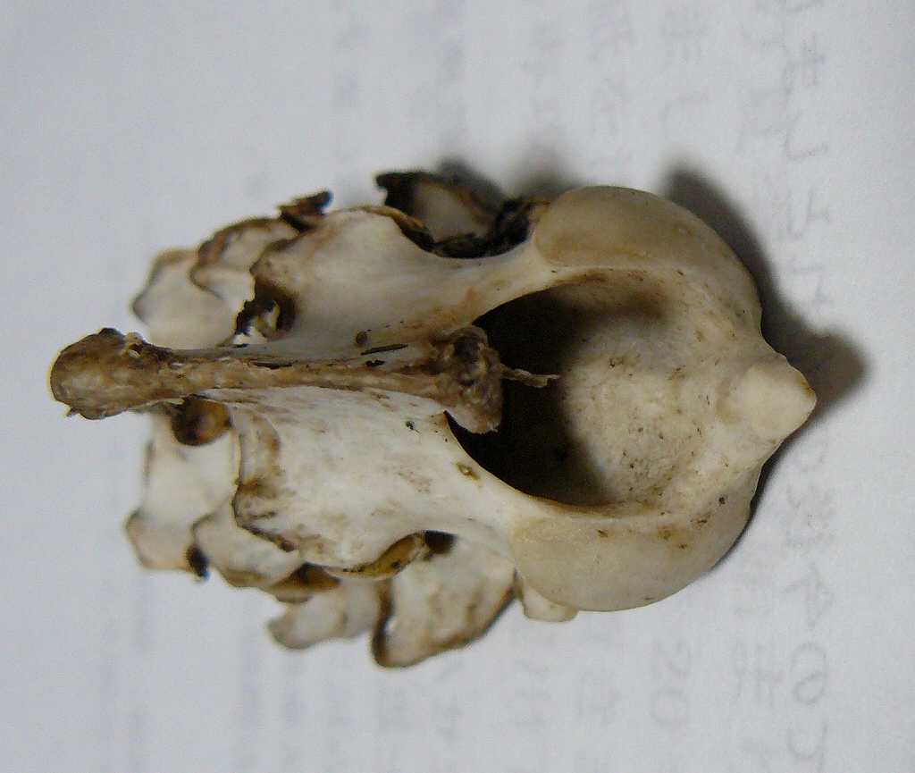 [å–‰ä» ç¬¬äºŒé]