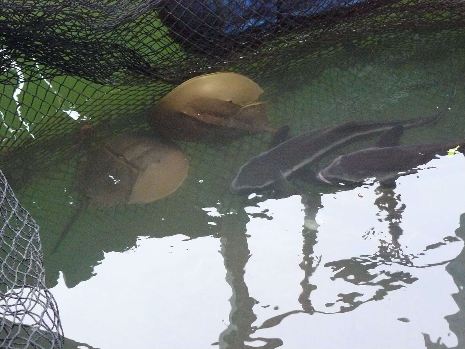 [ï½¶ï¾Œï¾žï¾„ï½¶ï¾žï¾†1.JPG]