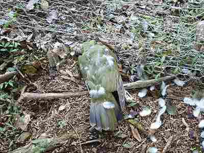 [ｱｵﾊﾞﾄの死骸3.jpg]