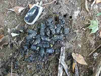 [タヌキタメ糞１.jpg]